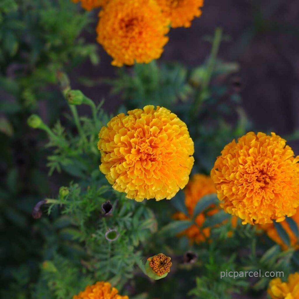 Beautiful flowers images-marigold flower images-flower images