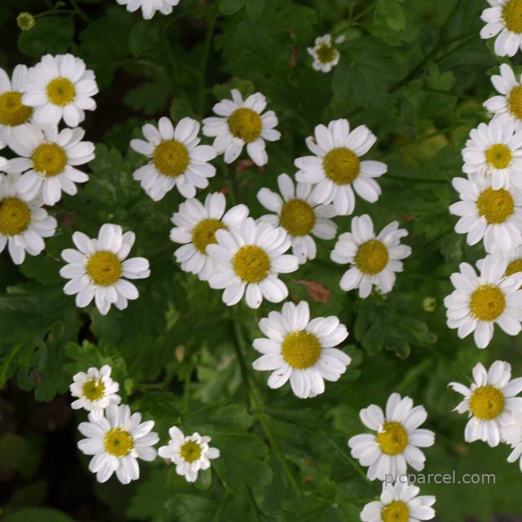 Beautiful flowers images-white color flower images-flower images