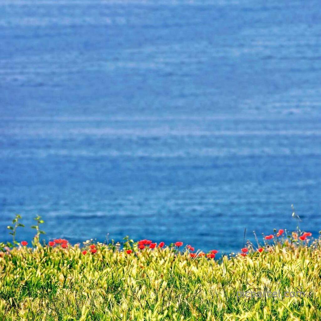 Flower Background Images-Flower Background Images with ocean view-flower images