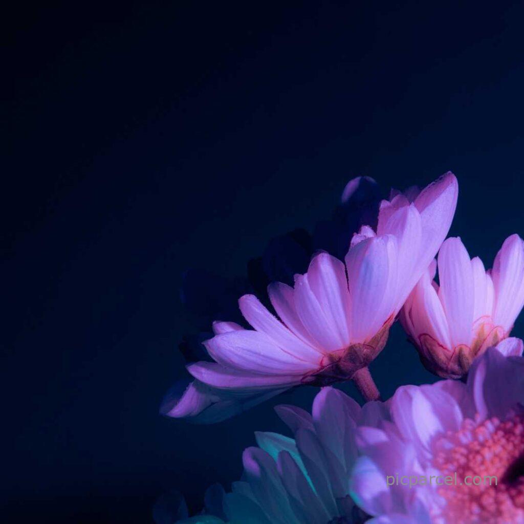 Flower Background Images-purple color flower background images-flower images