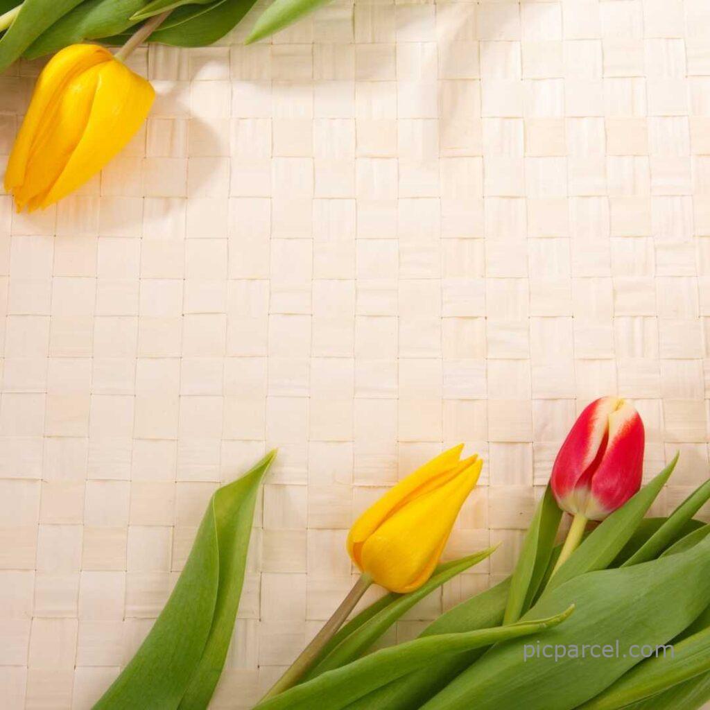 Flower Background Images-yellow color flower background images-flower images