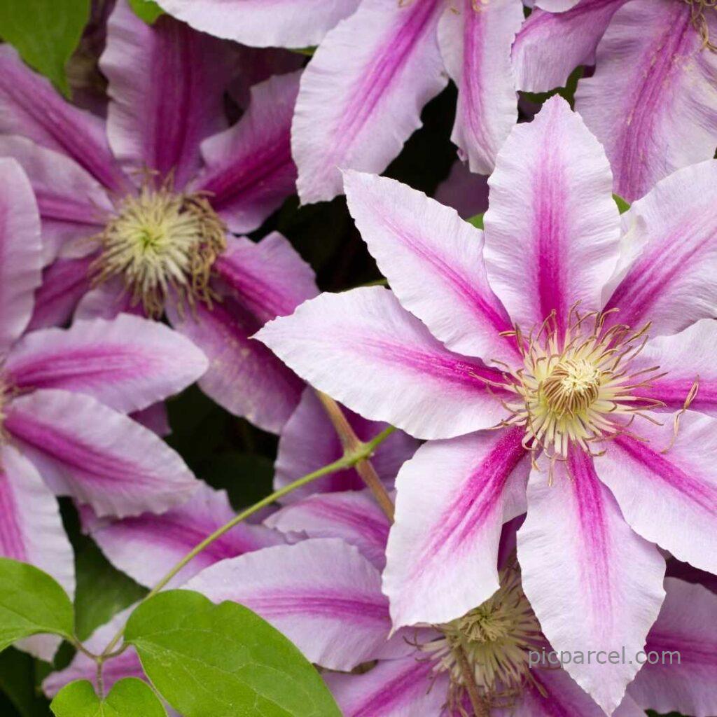 Flower Nature Images-pink color flower nature images-flower images