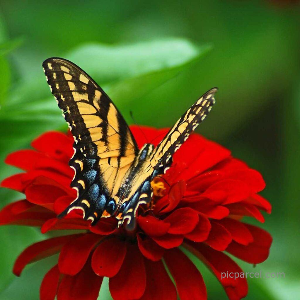 Flower Nature Images-red color flower nature images with butterfly-flower images