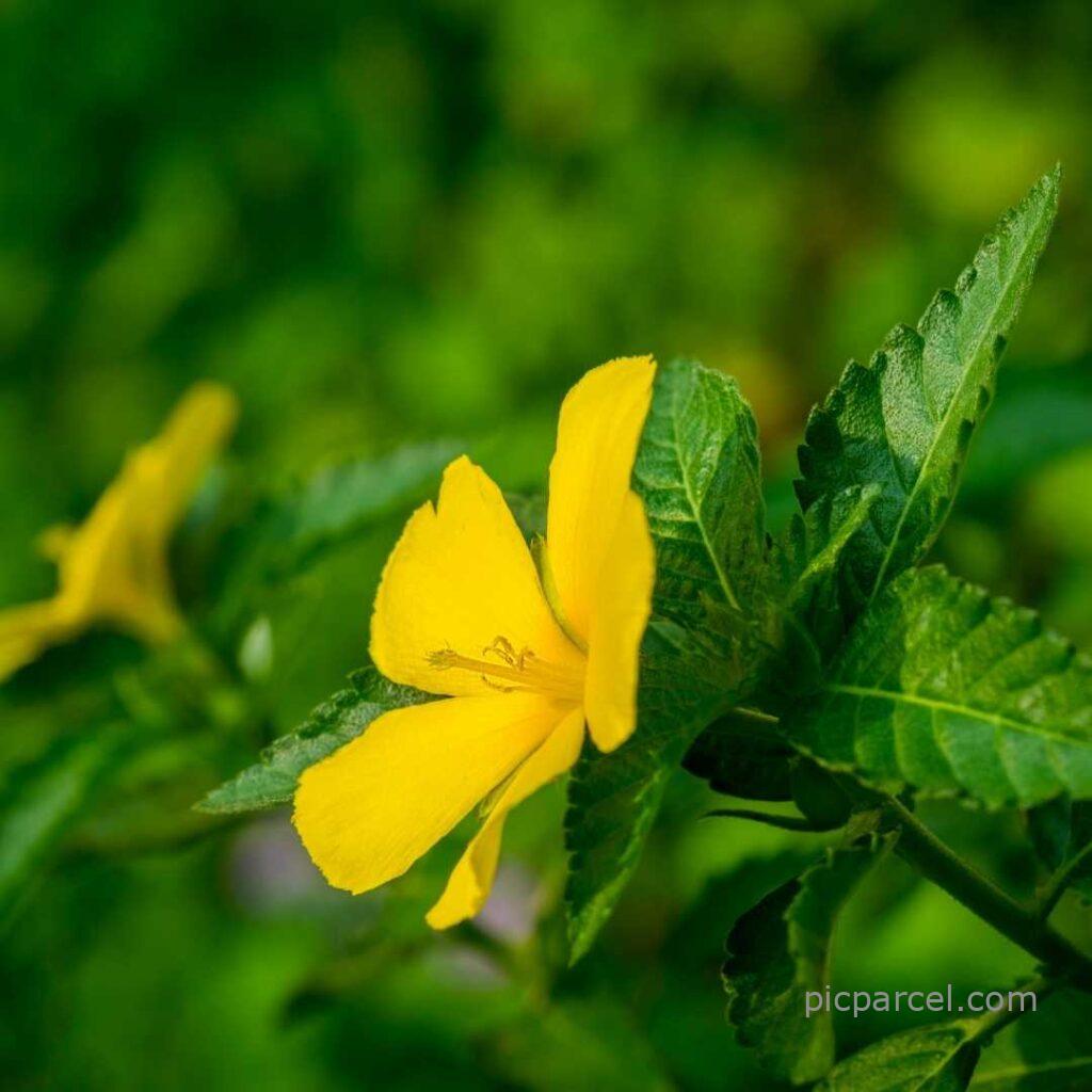 Flower Nature Images-yellow color natural flower images-flower images