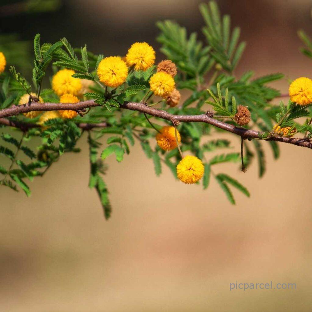 Flower Nature Images-yellow flower with green leaves nature images-flower images
