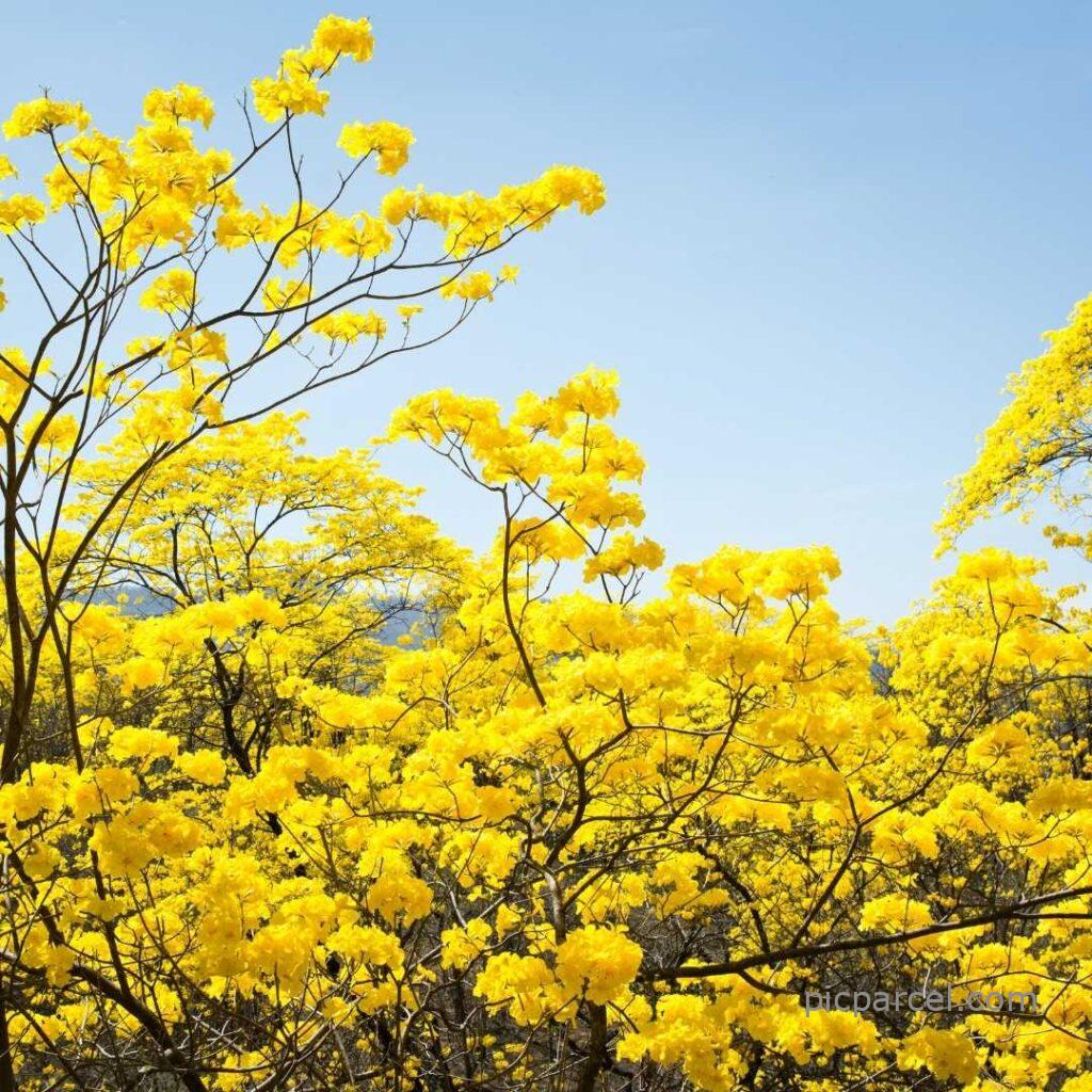 Flower tree images-nice yellow color flower tree images-flower images
