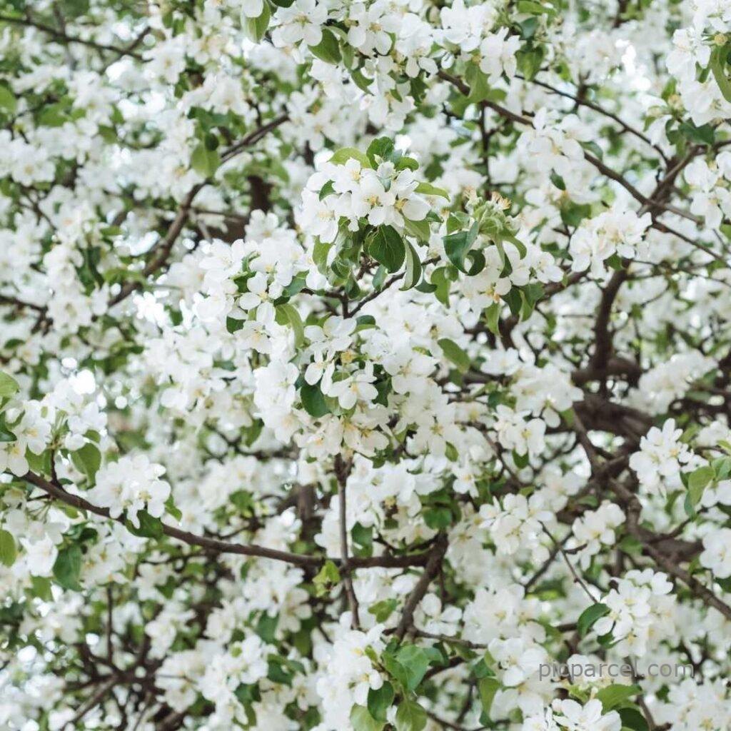 Flower tree images-white color flower tree images-flower images