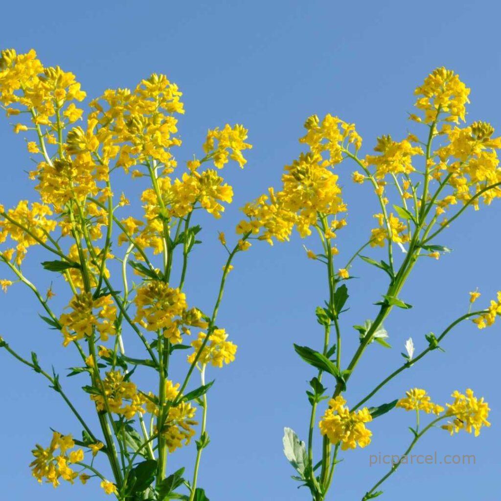 Flower tree images-yellow color Herbaceous flowering plant images-flower images
