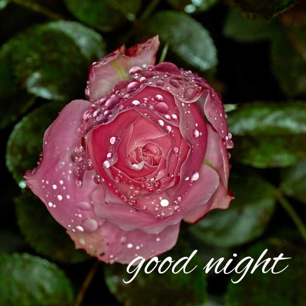 Good-Night-Images-Best Wishes of Pink Color Rose Good Night Images