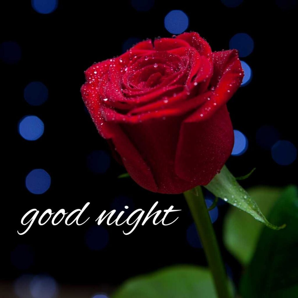 Good-Night-Images-Best Wishes of Red Rose