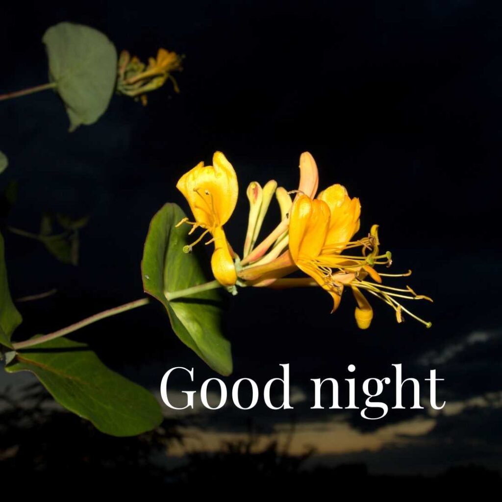 Good-Night-Images of Best Wishes to Yellow Flower