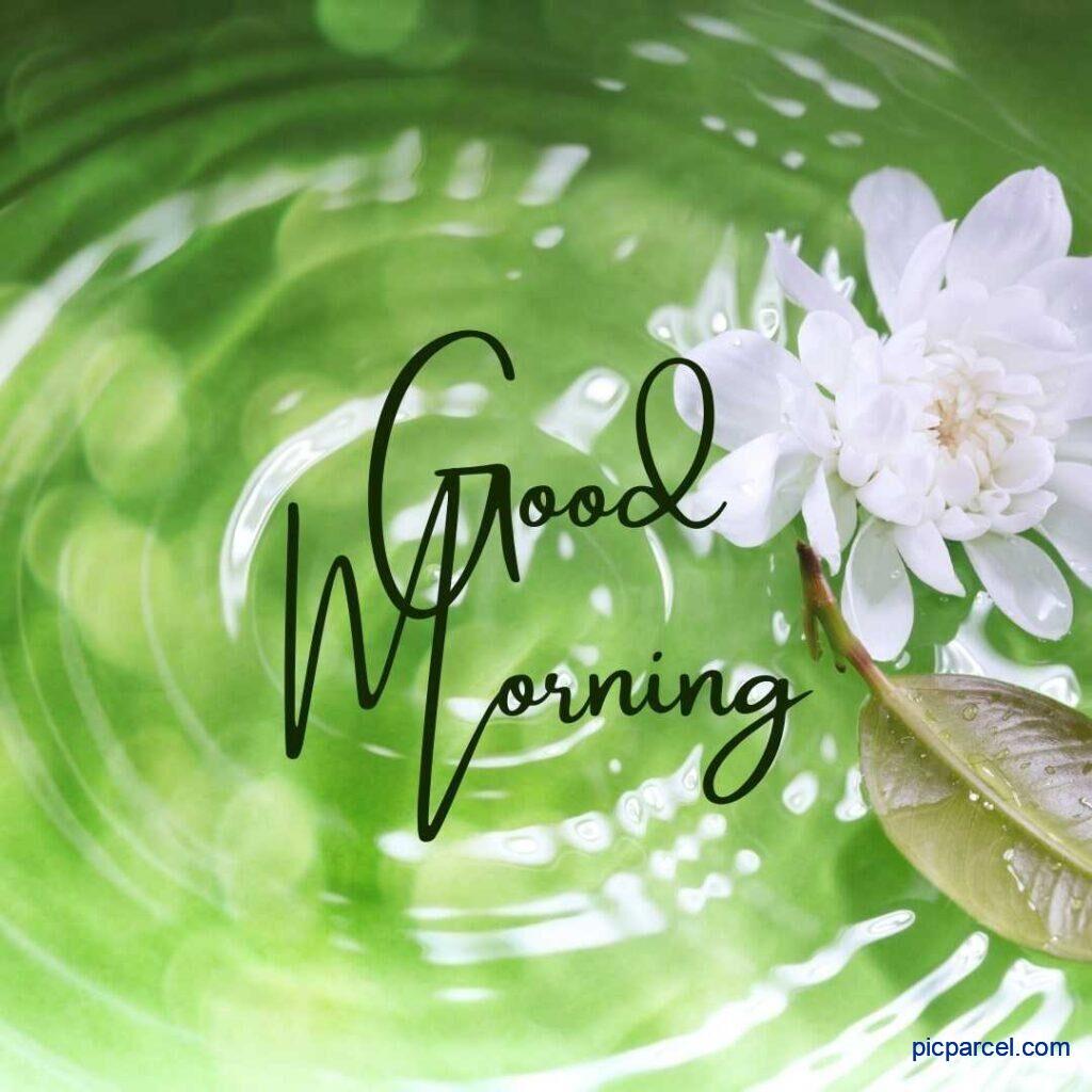 Happy Good Morning with refresh green leaves