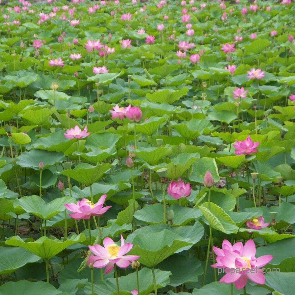 Lotus flower images-Lotus flowers are blooming all over the garden-flower images