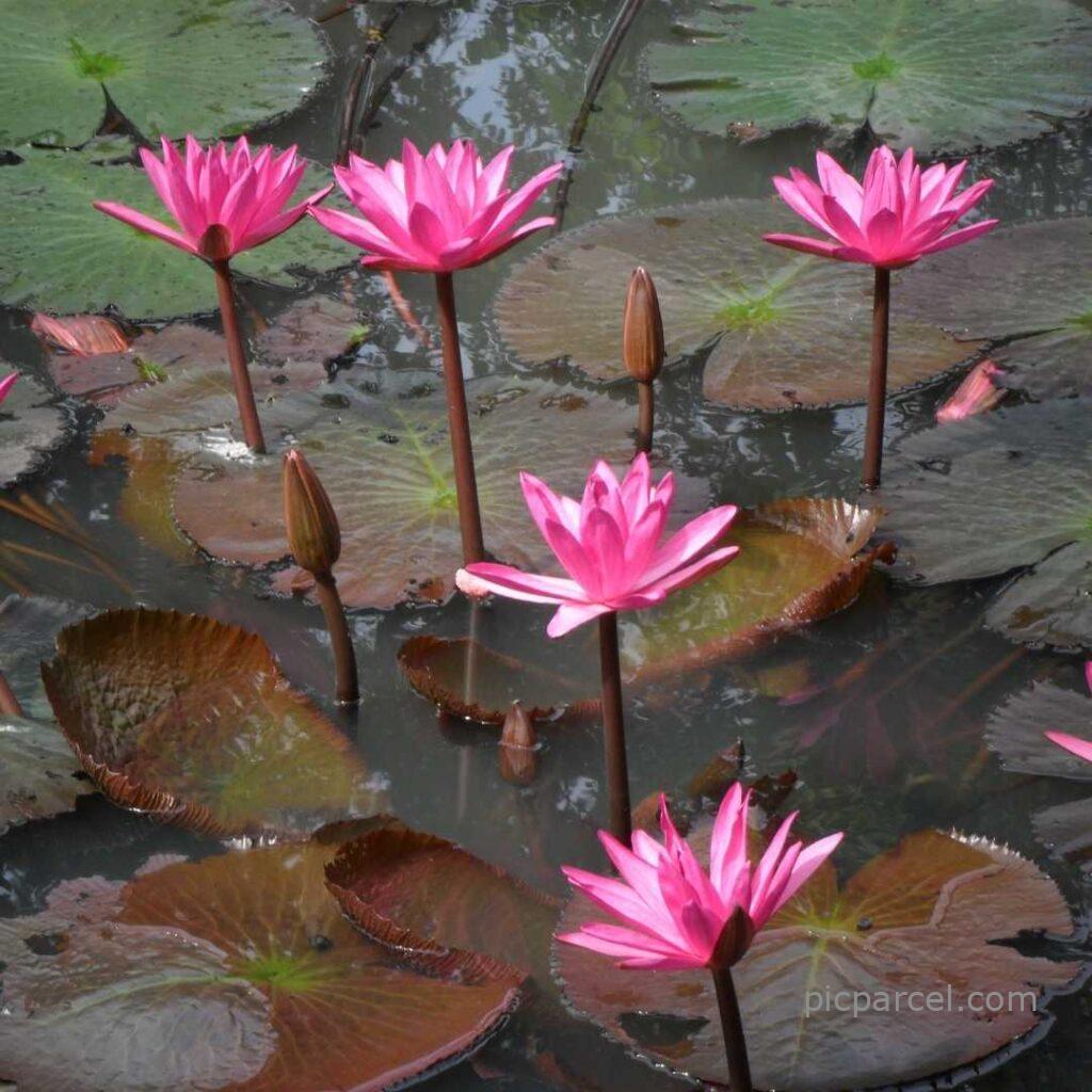 Lotus flower images-Many pink lotus flowers are floating in the water of the lake-flower images