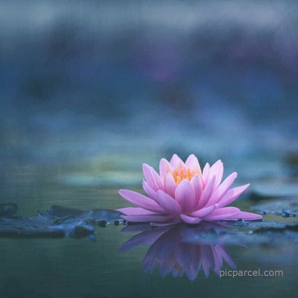 Lotus flower images-The pink lotus flower is floating in the water of the lake-flower images