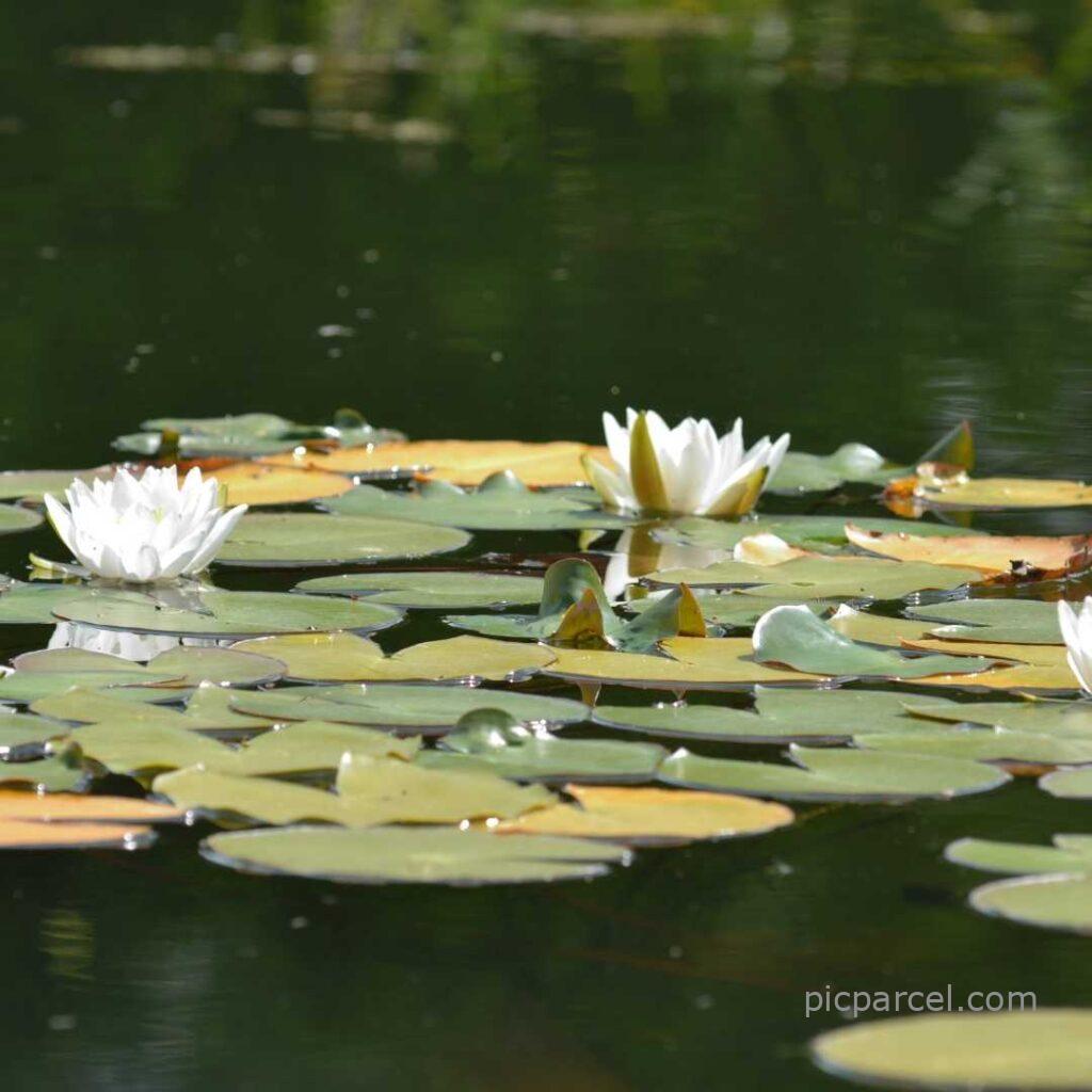Lotus flower images-The white lotus flower is floating in the water of the lake-flower images