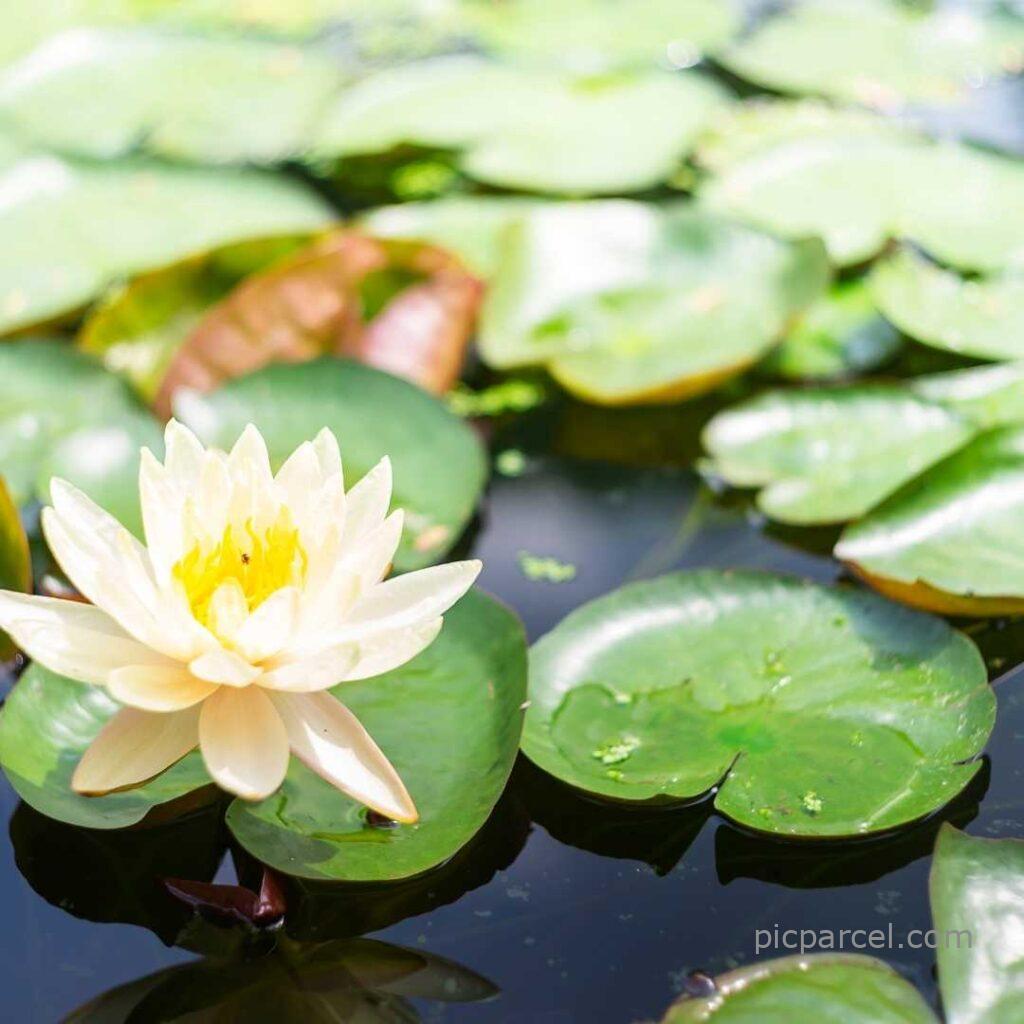 Lotus flower images-The yellow lotus flower is floating in the water of the lake-flower images