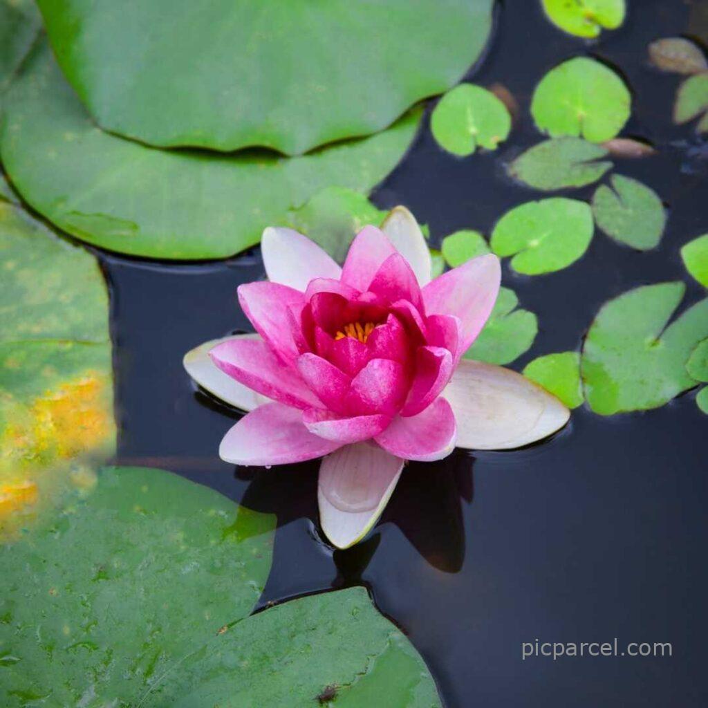 Lotus flower images-pink lotus flowers are floating in the water of the lake-flower images