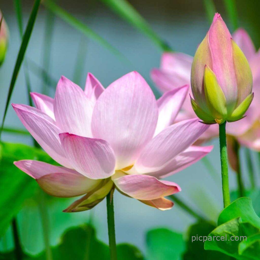 Lotus flower images-two pink lotus flowers are floating in the water of the lake-flower images