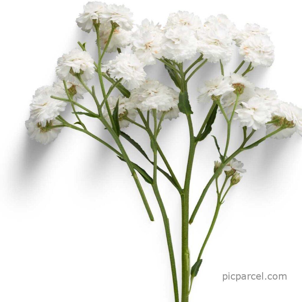 Mogra flower Images-bouquet of mogra flowers- flower images