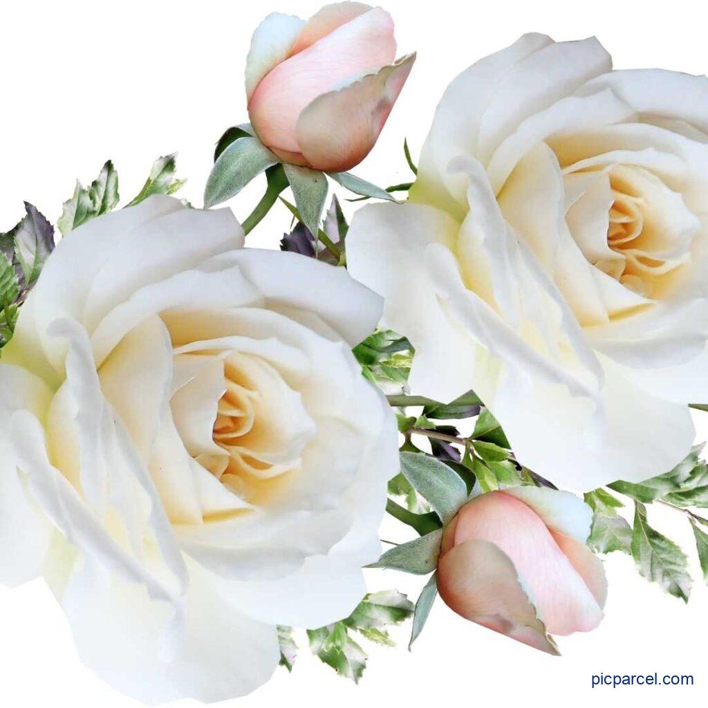 Rose flower images-a bunch of white rose flower images