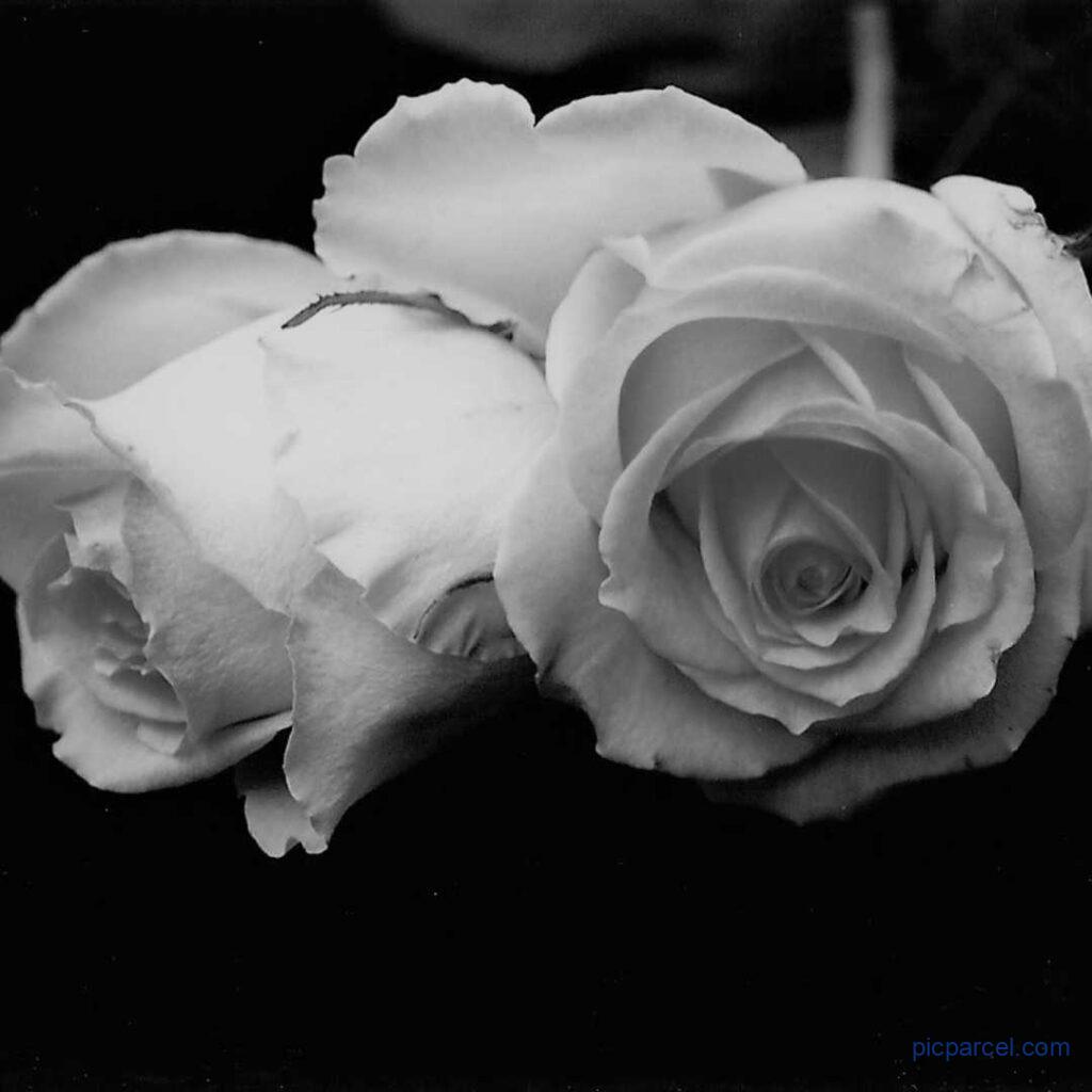 Rose flower images-white rose flower images