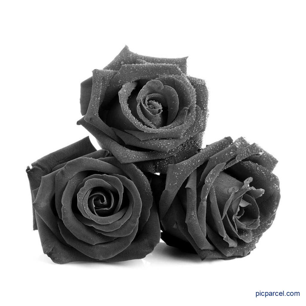 Rose Flower Images- A Gorgeous Black roses image