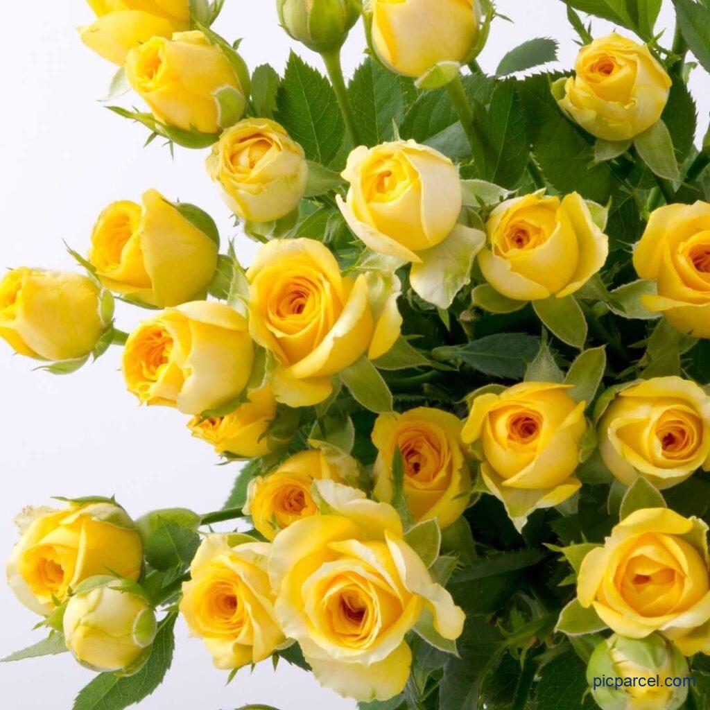 Rose Flower Images-A bunch of yellow rose flower images