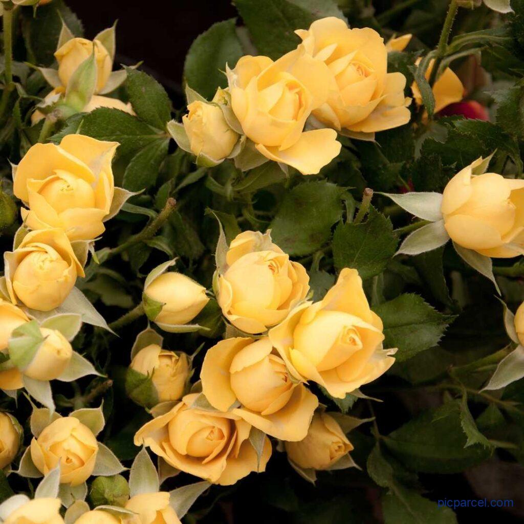Rose Flower Images-A superb bunch of yellow rose flower images