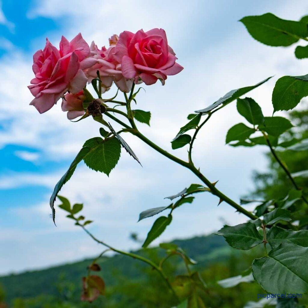 Rose Flower Images-Fresh red rose flower