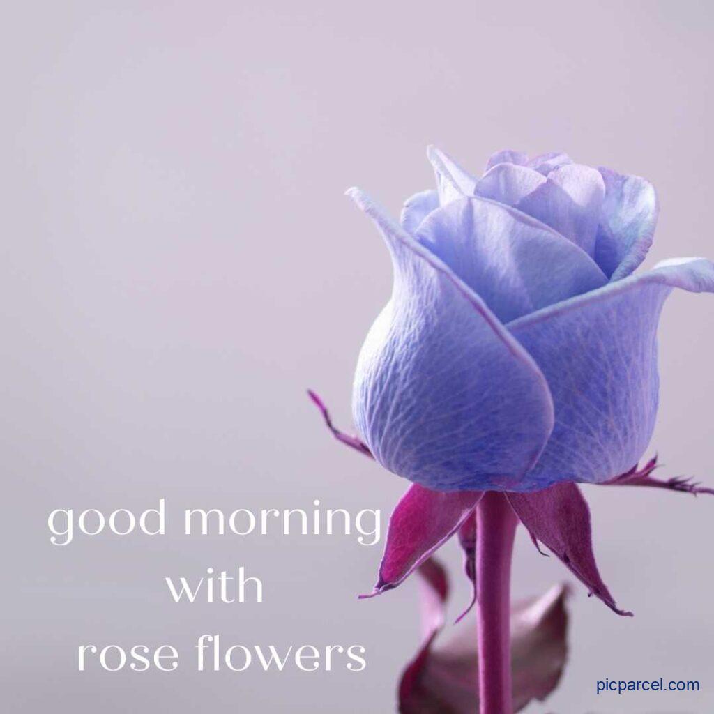 Rose Flower Images- Good Morning With  a single  purple color rose flowers images