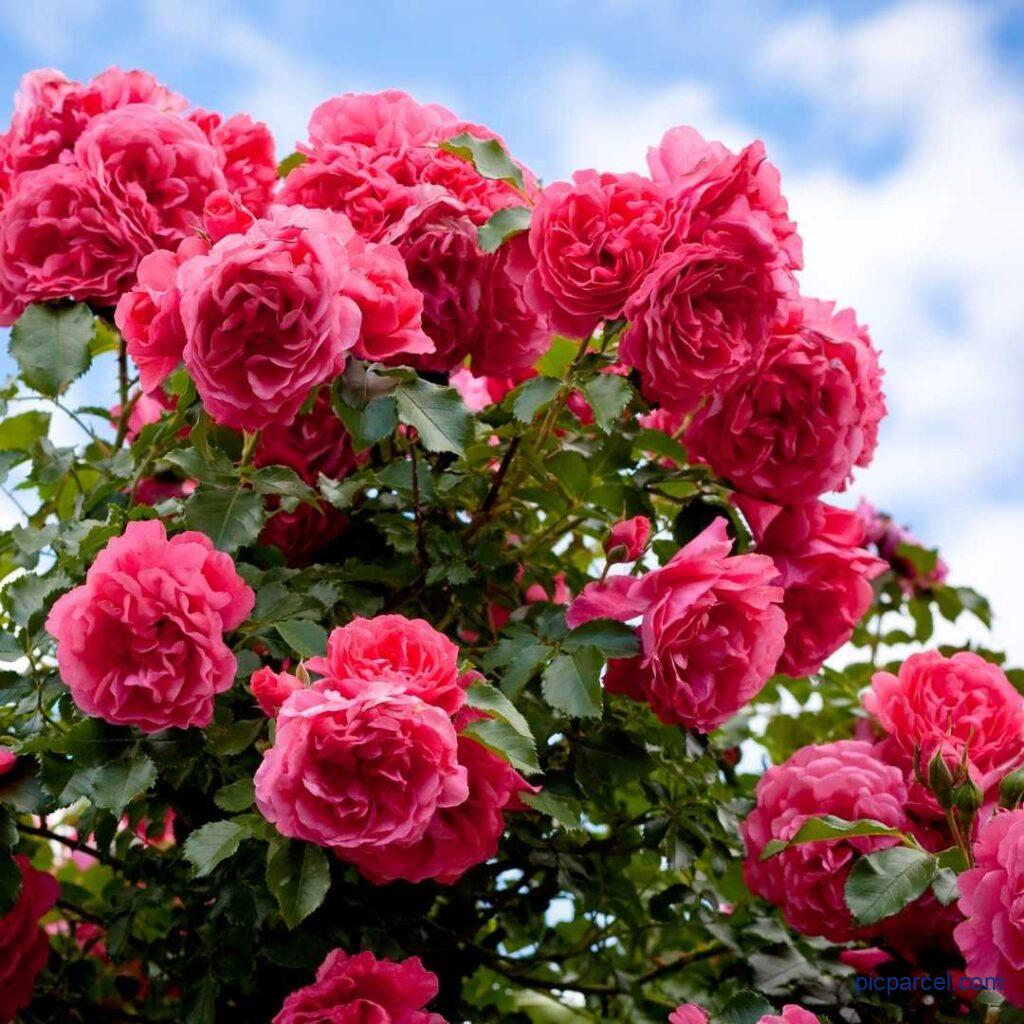 Rose Flower Images-Mind Blowing natural fresh red rose flower image