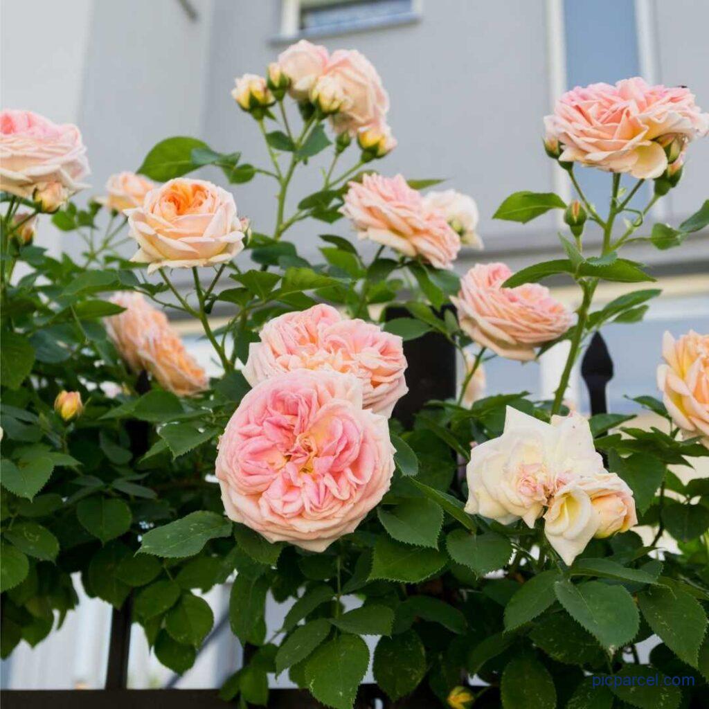 Rose Flower Images-Mind Blowing natural rose flower image
