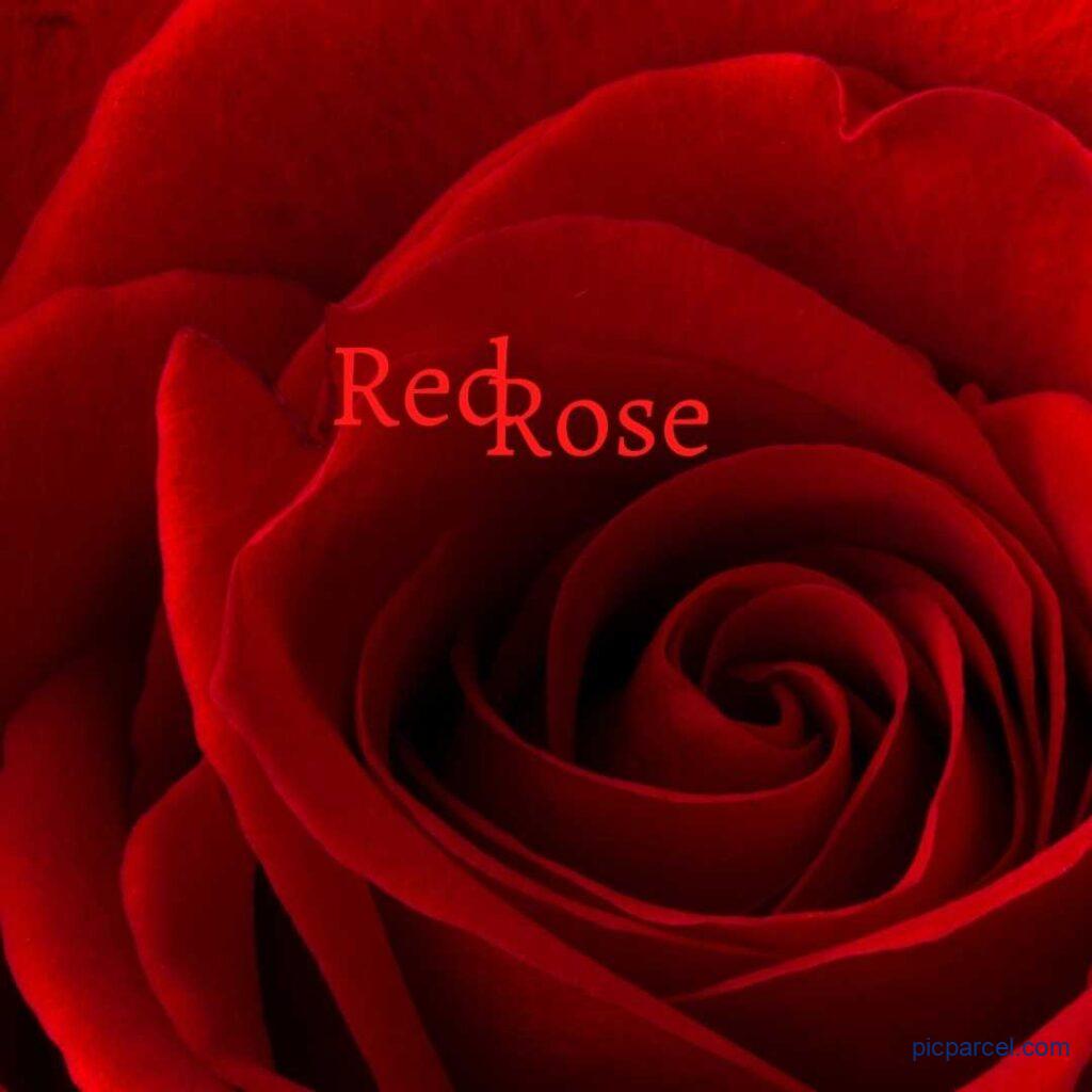Rose Flower Images-Single Red rose flower image