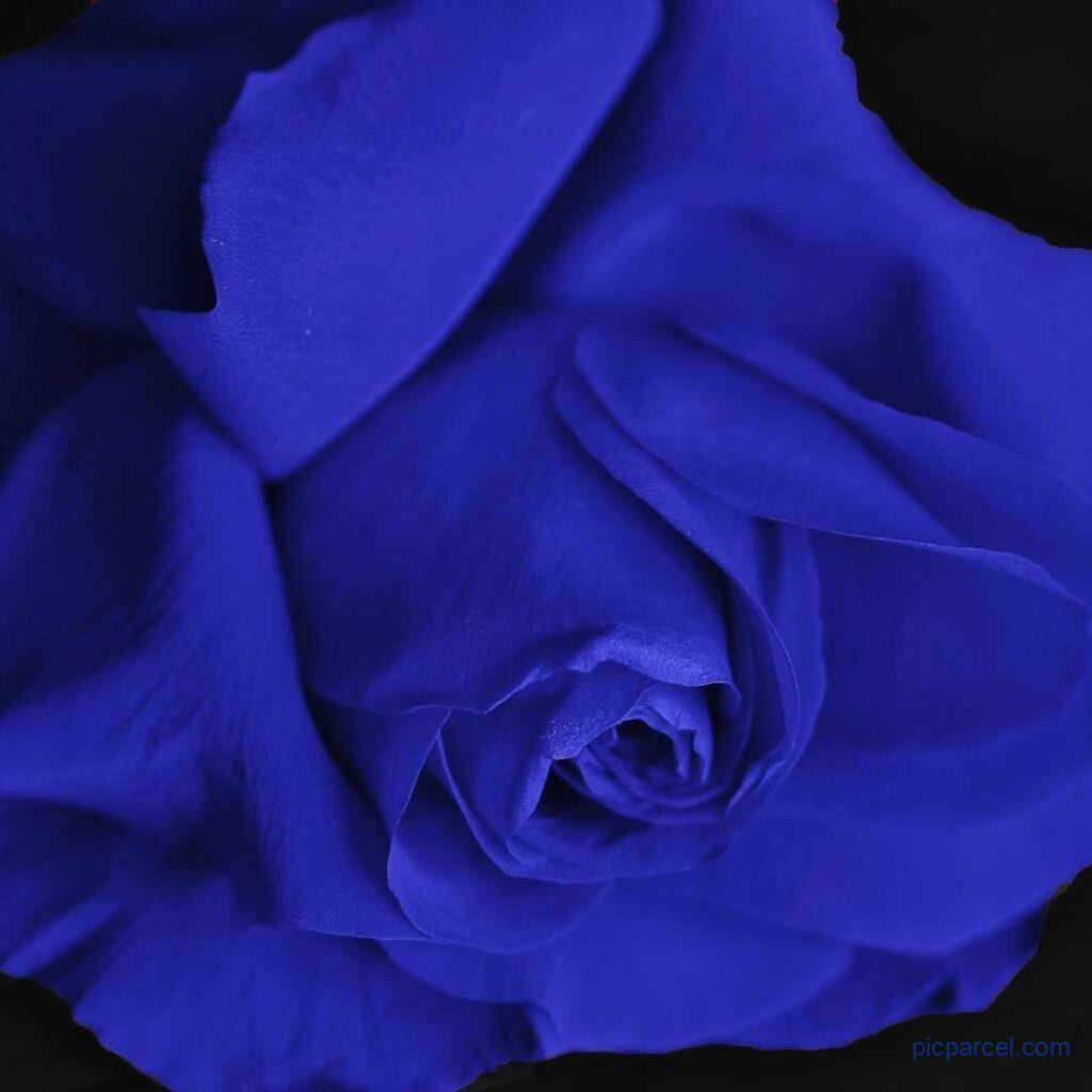 Rose Flower Images-Single blue rose flower image