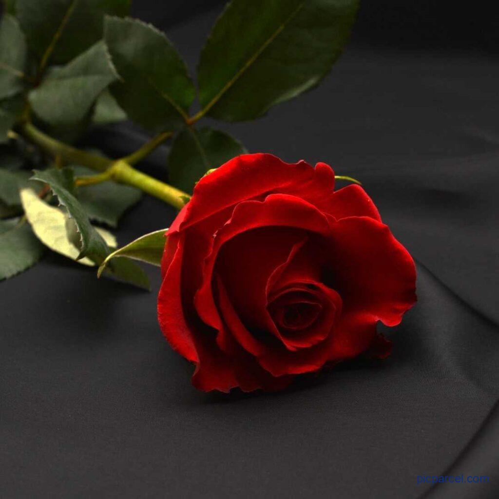 Rose Flower Images Single mind touching red rose flower image Rose Flower Images
