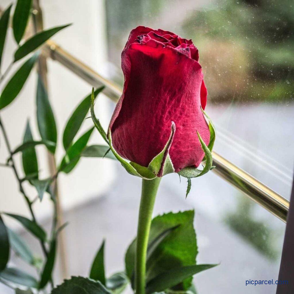 Rose Flower Images-Single red rose flower image