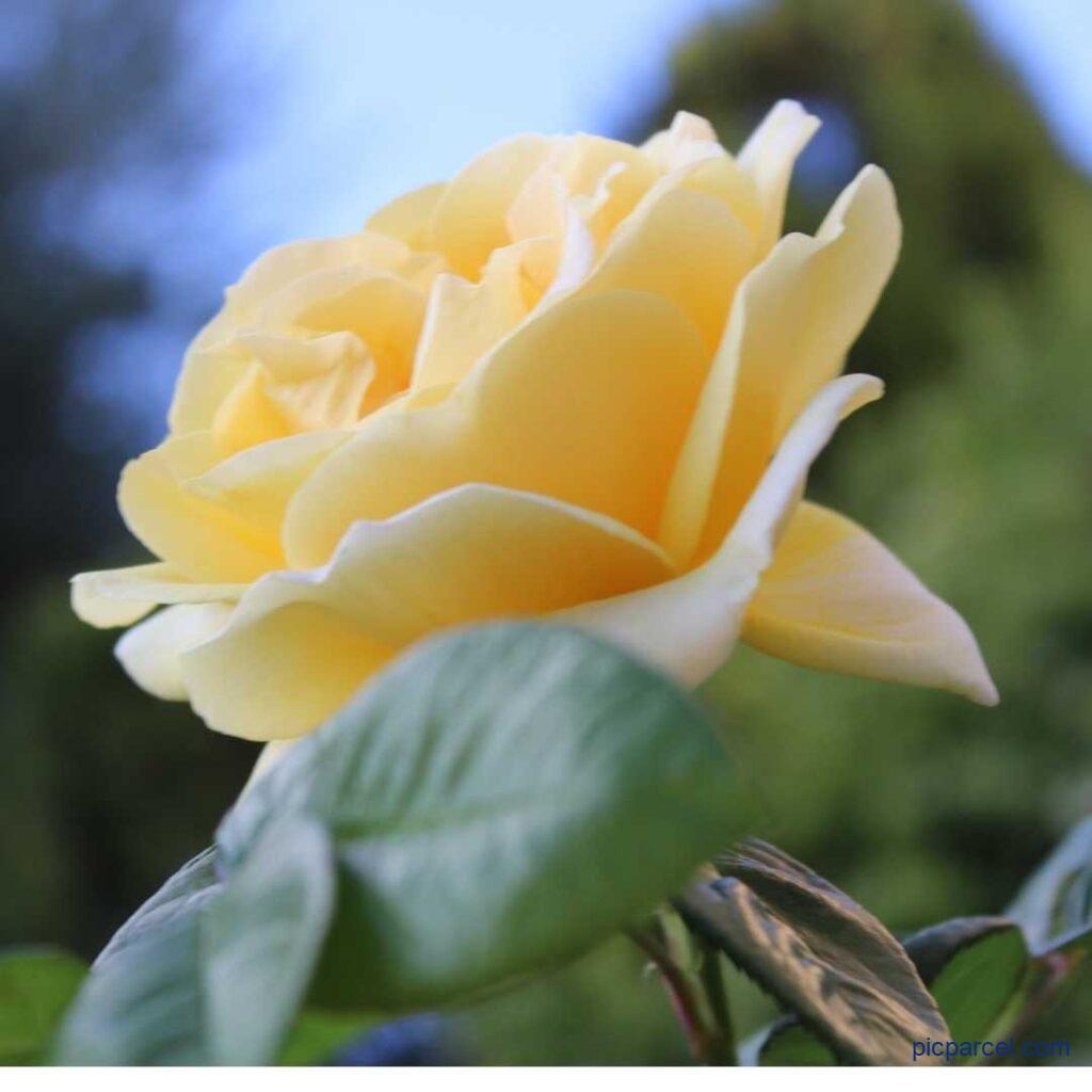 Rose Flower Images-awesome Single yellow rose flower image
