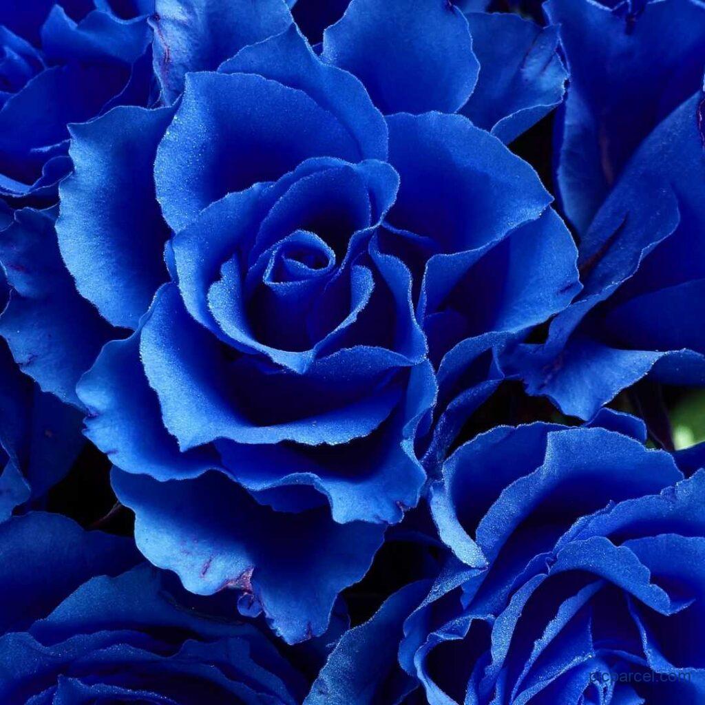 Rose flower images-A bouquet of blue color rose flowers