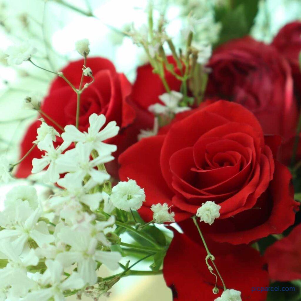 Rose flower images-A bunch of red roses with white color of flowers