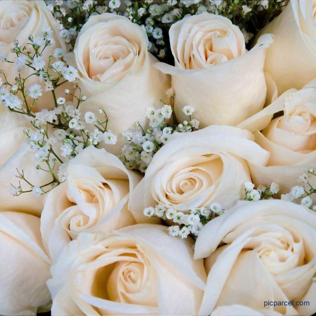 Rose flower images-a bunch of mind blowing white rose flower images