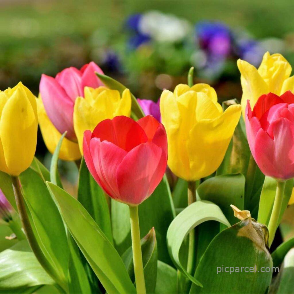 flower images hd-multicolor flowers are blooming-flower images