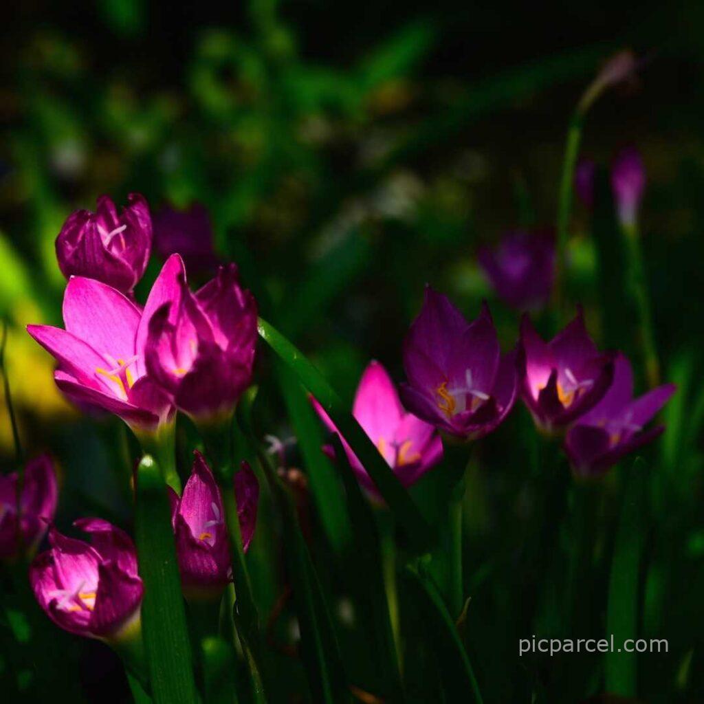 flower images hd-purple color flowers are blooming with black background-flower images