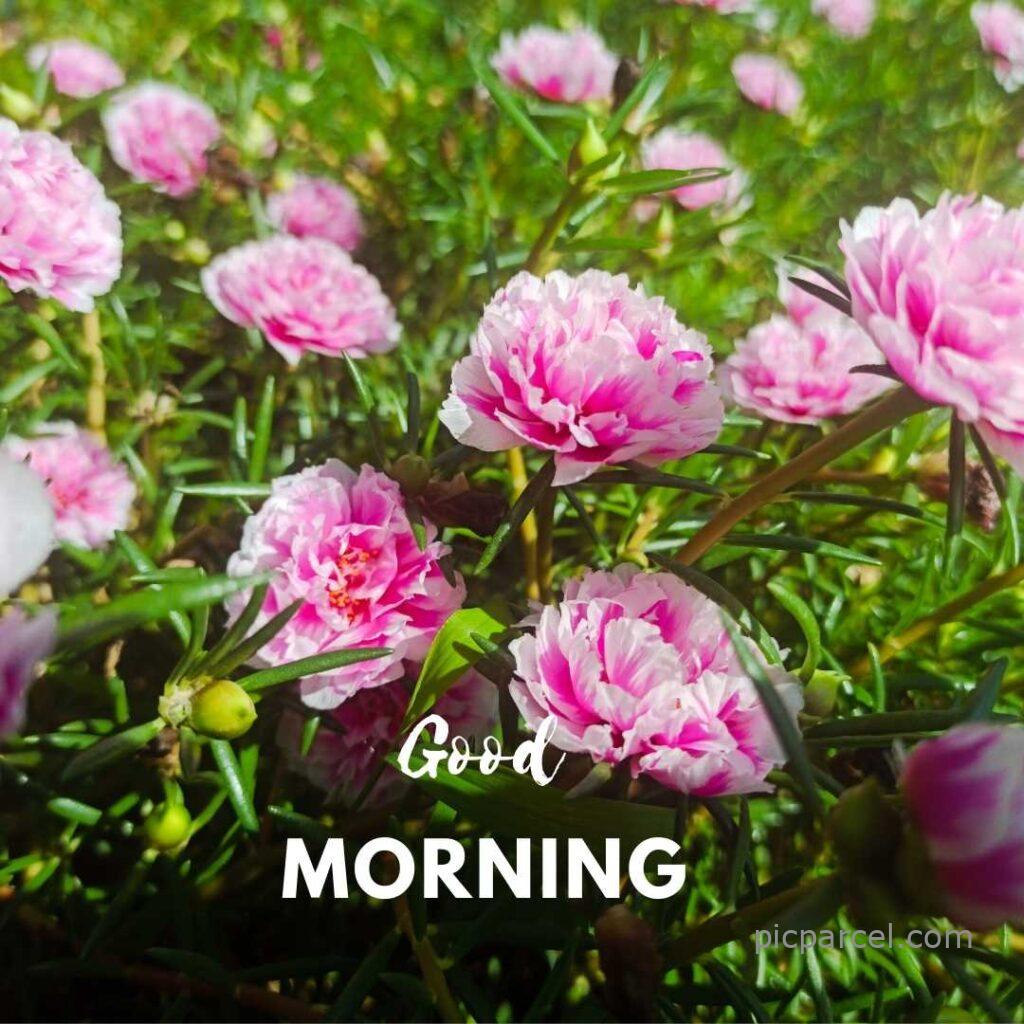 good morning images with flower-pink color flower good morning images-flower images