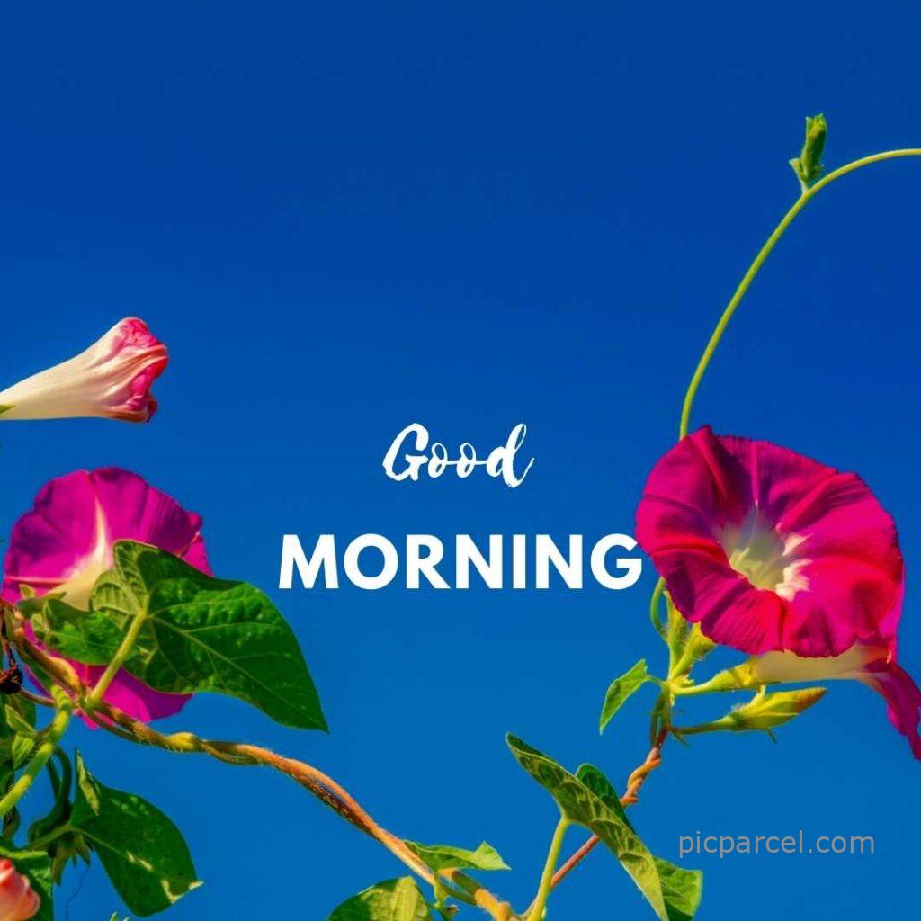good morning images with flower-red color flower good morning images-flower images