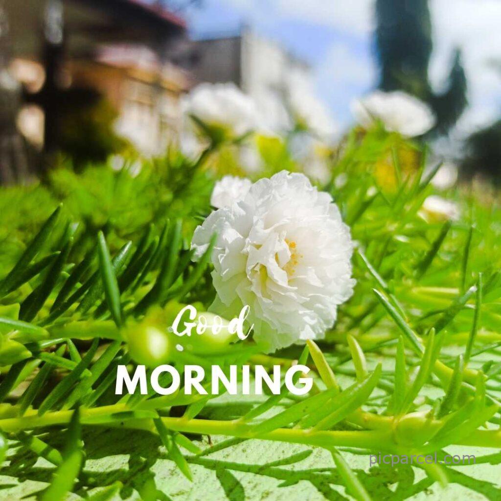 good morning images with flower-white color flower good morning images with green leaves-flower images