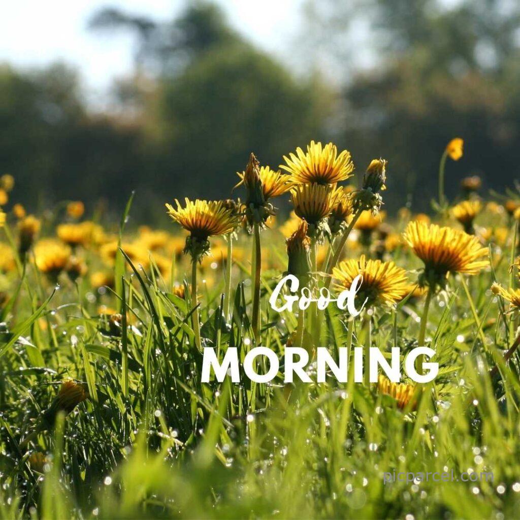 good morning images with flower-yellow color flower good morning image-flower images