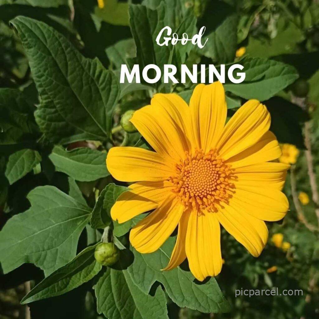 good morning images with flower-yellow color flower good morning images-flower images