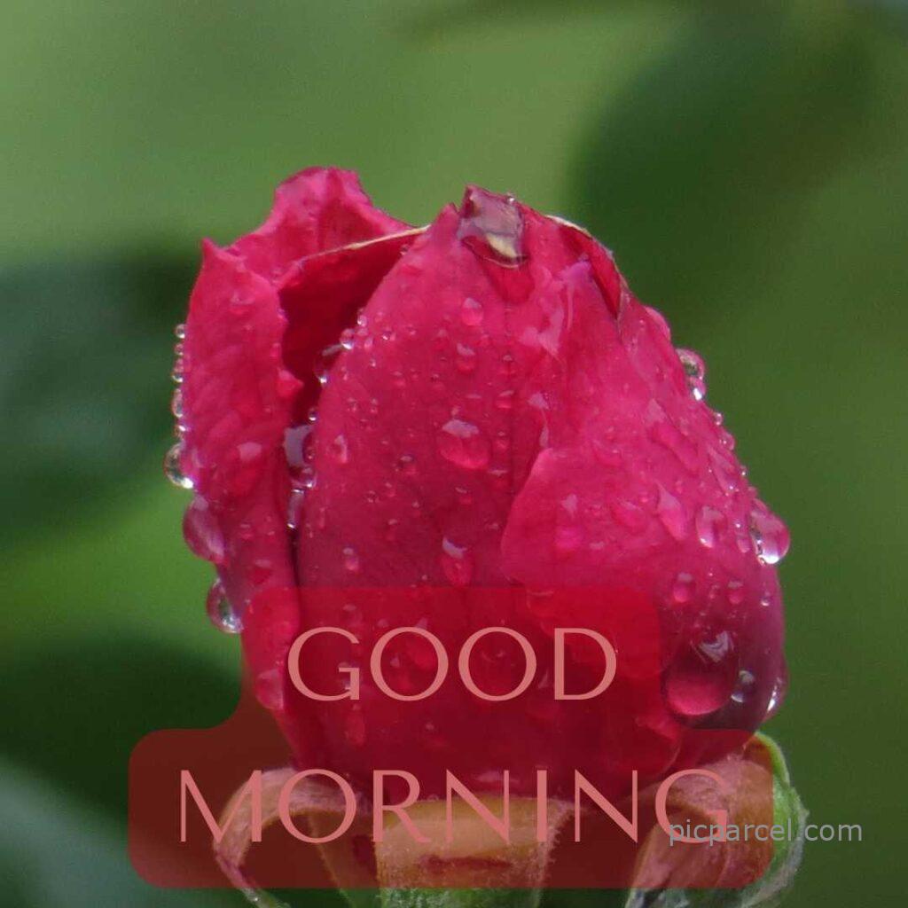 105 good morning images with rose flowers