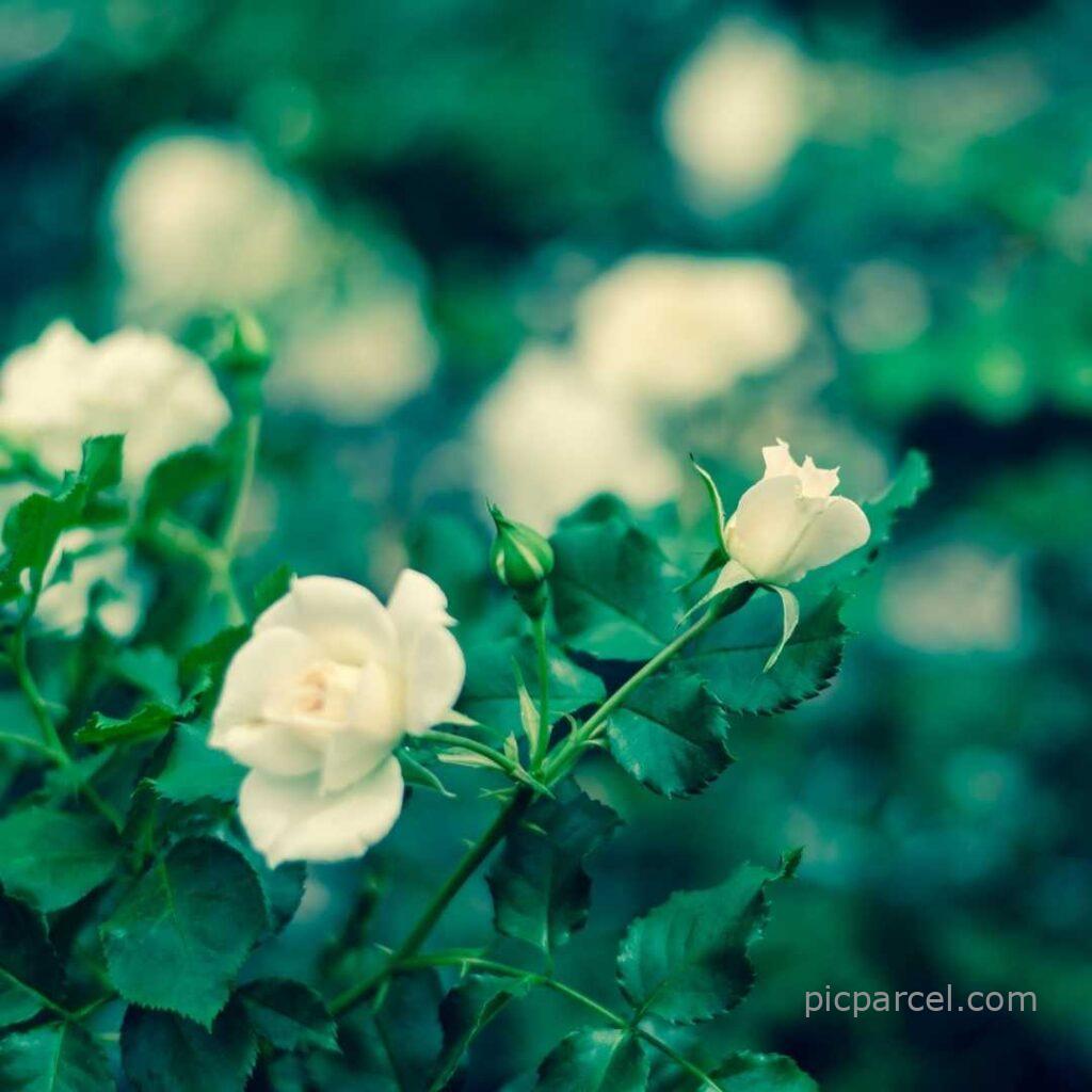11 good morning images with rose flowers